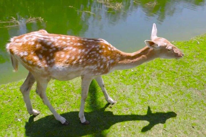 Private Tour to Alexandria Africano Safari Park from Cairo