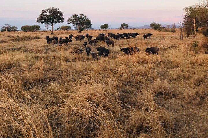 Day trip to Tarangire National Park from Arusha
