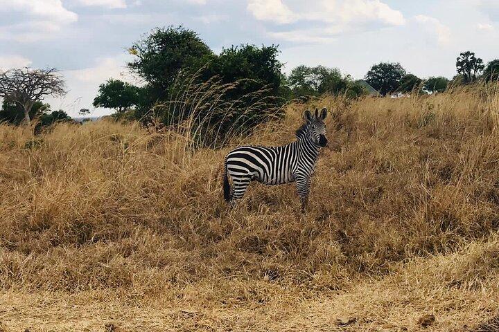 Day trip to Tarangire National Park from Arusha