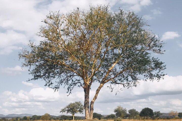 Day trip to Tarangire National Park from Arusha