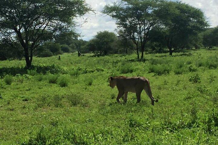 6 Days Camping Safari