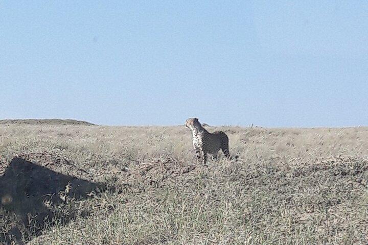6 Days Camping Safari