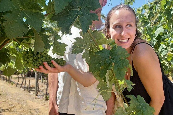 Wine Tasting, Chicken Piri Piri & Sights (Albufeira/Vilamoura)