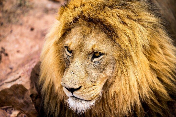 Aquila Safari Game Drive, Lunch & Shared Transfers from Cape Town