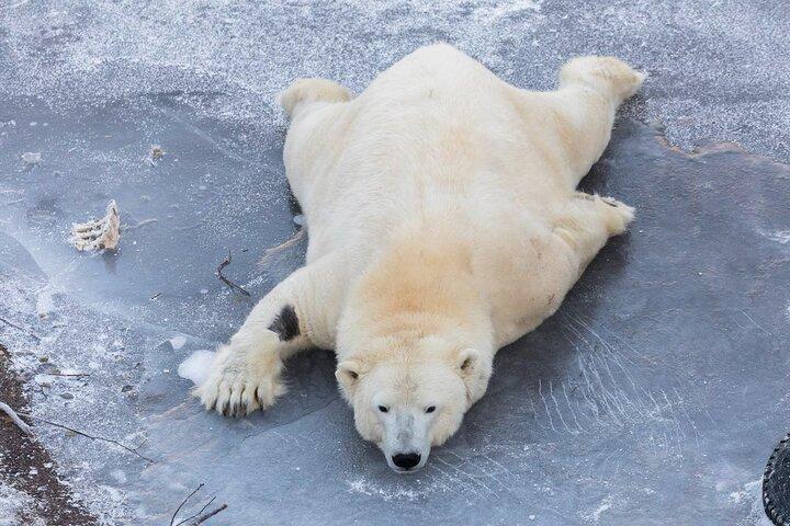 Ranua Zoo Family Tour from Rovaniemi