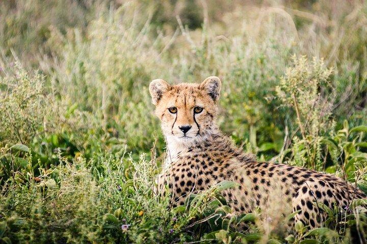 12 Days Wildlife Safaris And Culture Tour