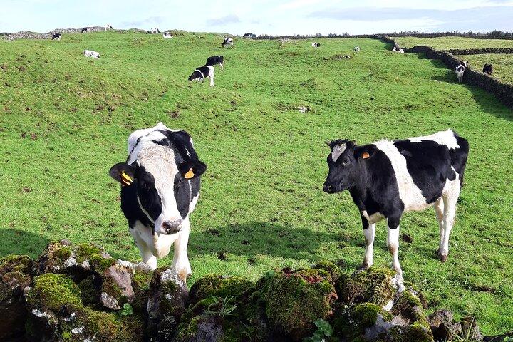 East Coast Van Tour (Half Day) | Terceira Island