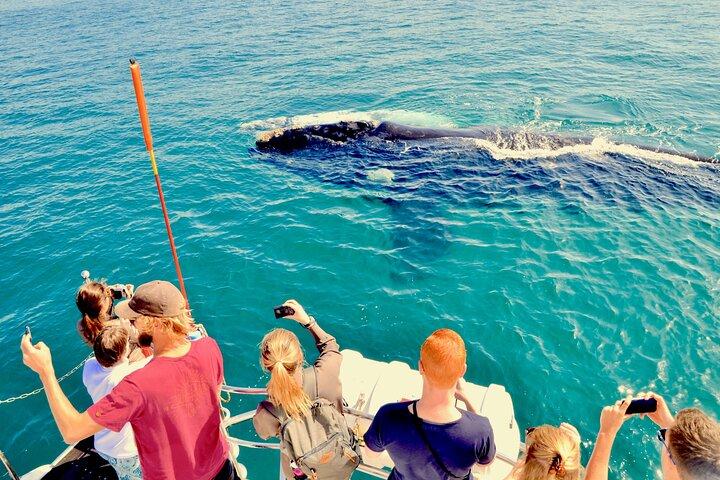 Private Tour: Hermanus Whale Watching Boat Trip & Wine Tasting