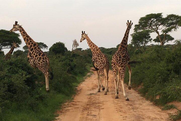 5 Days Safari: Tarangire, Serengeti Plains and Ngorogoro Crater