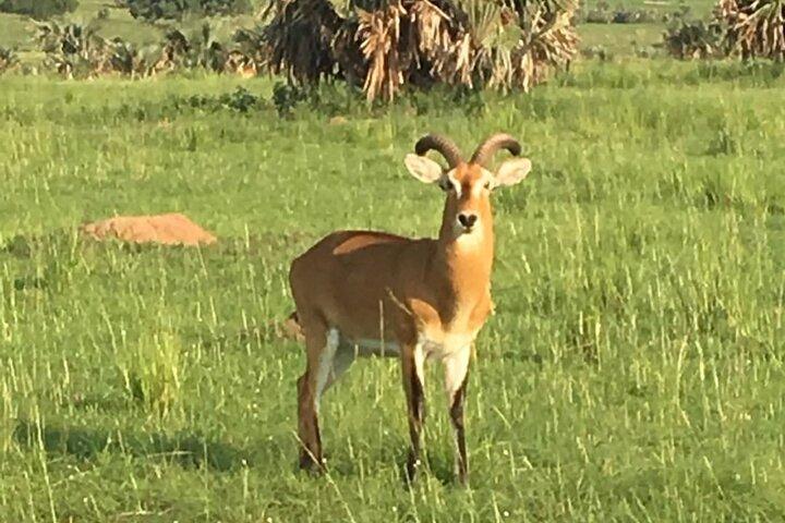 5 Days Safari: Tarangire, Serengeti Plains and Ngorogoro Crater