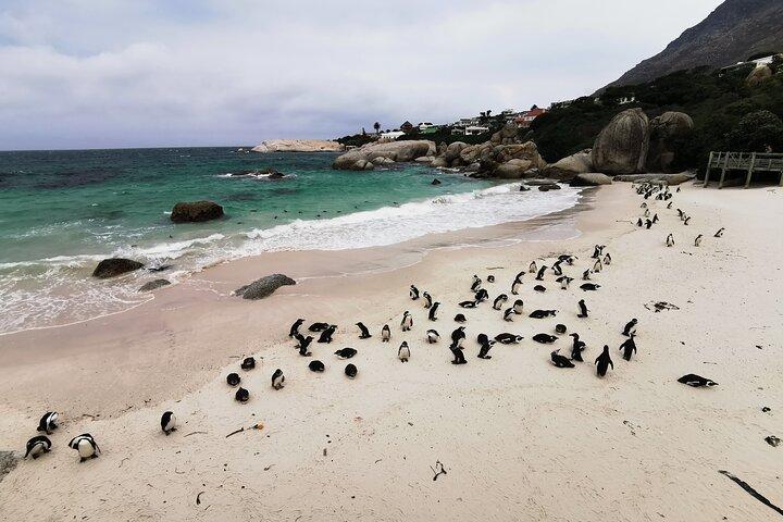 Cape Peninsula Half Day Tour From Cape Town Travel Choice Award