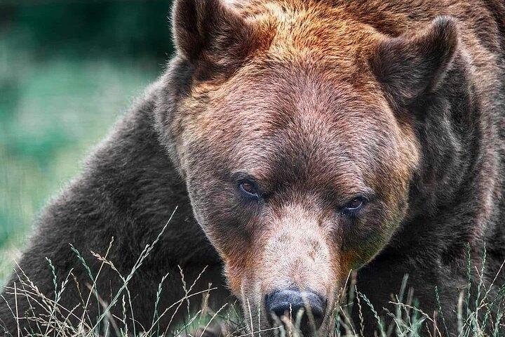 Brasov: Bears Sanctuary, Rasnov Fortress, Bran Castle GUIDED Tour