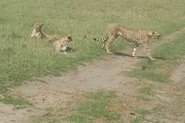 Masai Mara Interactive Safaris