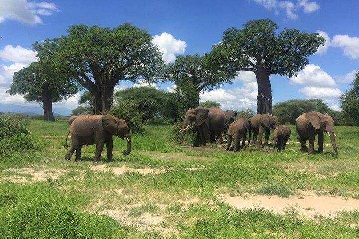 4 Days Safari; Tarangire, Ngorongoro Crater and Serengeti.