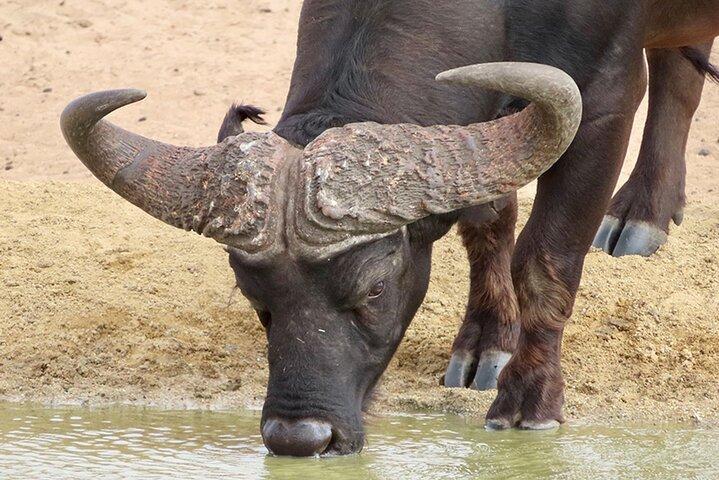 Wildlife Safari, Olive, Beer/Wine Tasting Day Tour from Cape Town