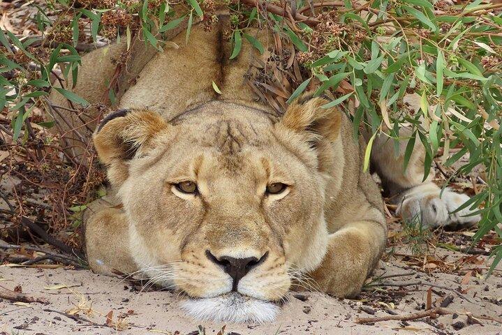 Wildlife Safari, Olive, Beer/Wine Tasting Day Tour from Cape Town