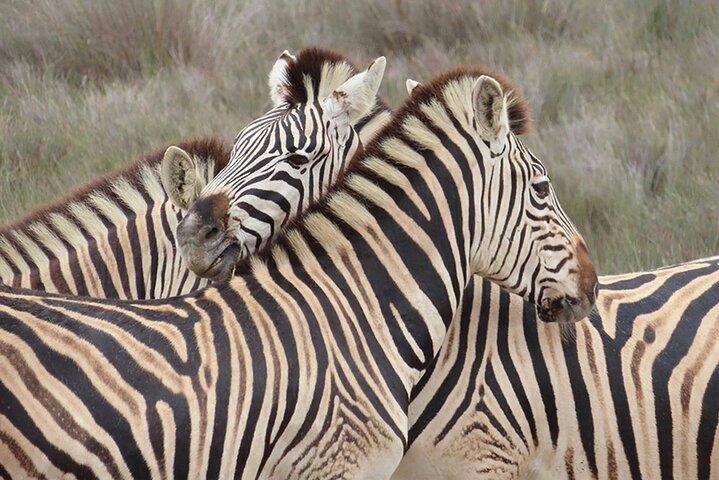 Wildlife Safari, Olive, Beer/Wine Tasting Day Tour from Cape Town