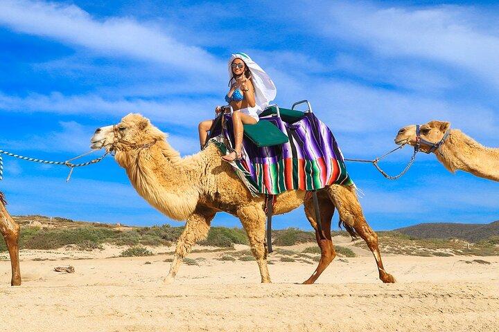 Camel Ride On The Beach at Los Cabos