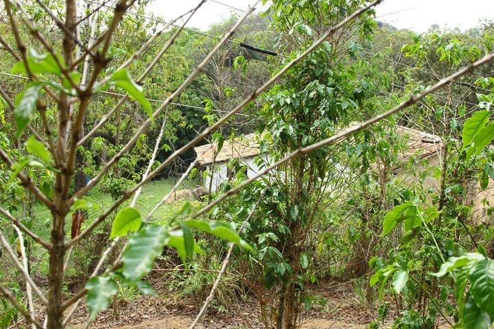 Tour Coffee Farm near São Paulo: Rural Culture and Lunch