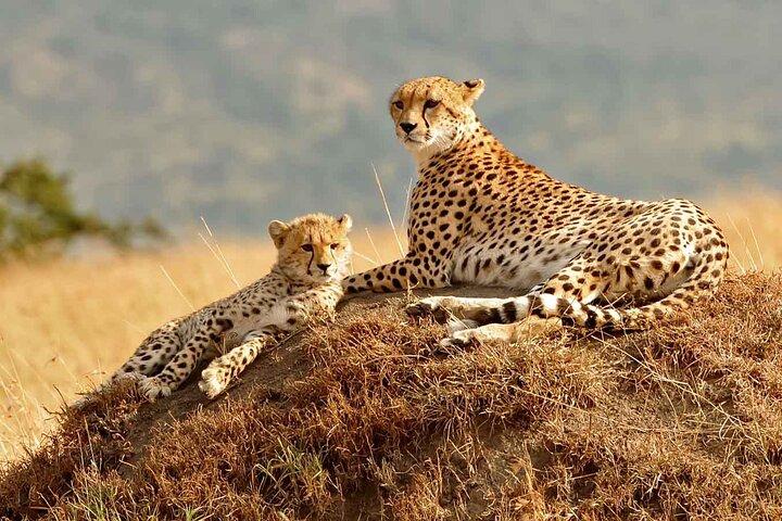 3 Day Masai Mara Migration 2026 | Daily Budget Safaris on 4×4
