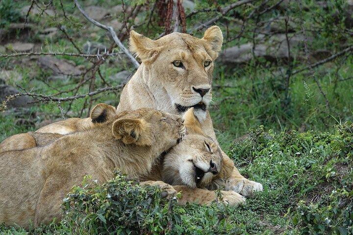 3 Day Masai Mara Migration 2026 | Daily Budget Safaris on 4×4