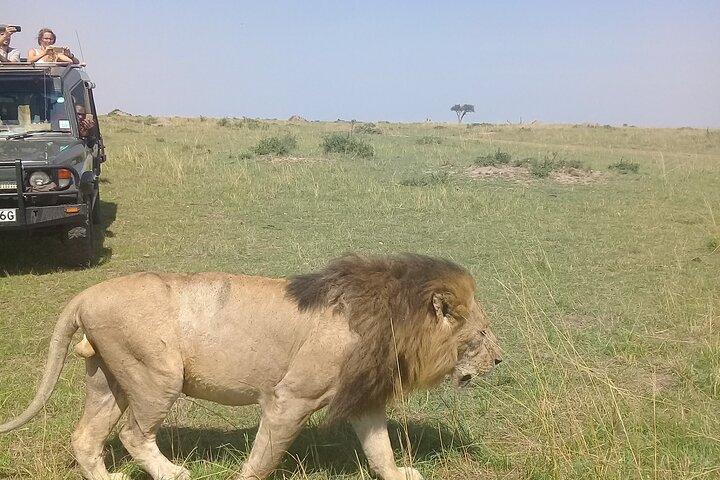 7 Days Private safari to 4 Star lodges using a Jeep