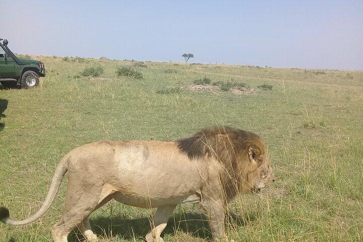 7 Days Private safari to 4 Star lodges using a Jeep