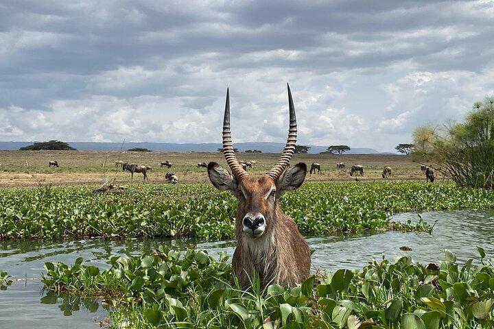 7 Days Private safari to 4 Star lodges using a Jeep
