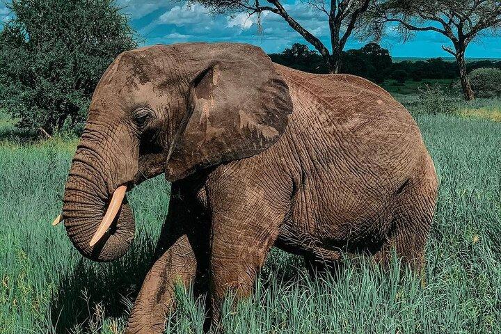 Full Day Private Safari - Tarangire National Park
