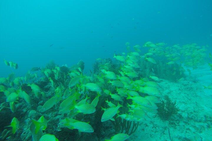 2 Tank Reef Dive in Mexico