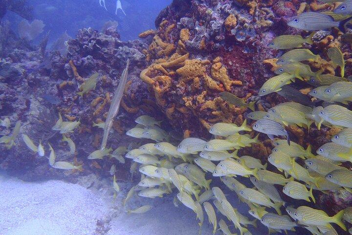 2 Tank Reef Dive in Mexico