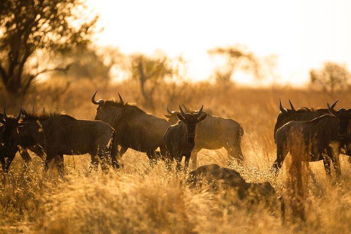 6 days the best of Tanzania private safari