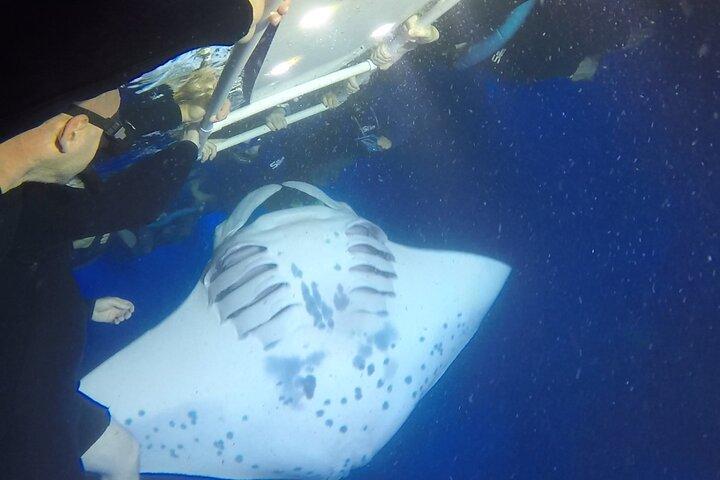 Kona Manta Ray Night Snorkel— Small Group - Wetsuit Included