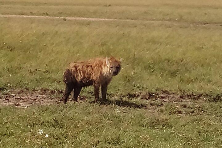 4 Days Safari to Lake Nakuru N/P and Maasai Mara N/R
