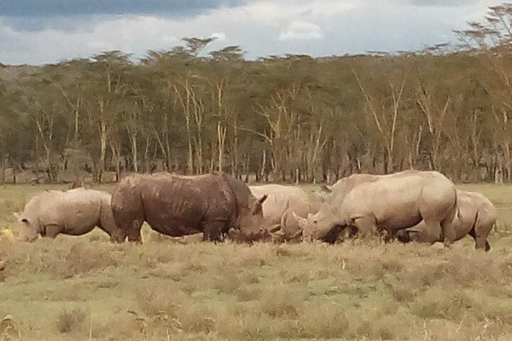 4 Days Safari to Lake Nakuru N/P and Maasai Mara N/R