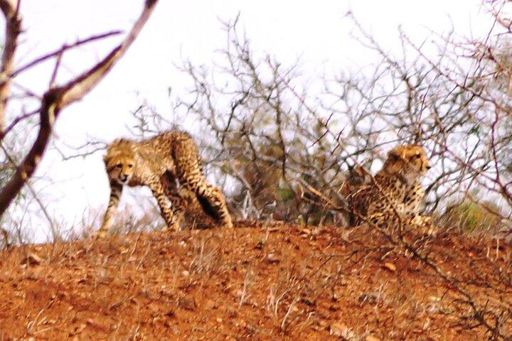 Economic 1-Day Kruger Safari from Maputo