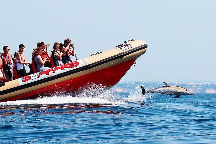 Dolphin Watching Lagos Algarve – RIB Boat Tour