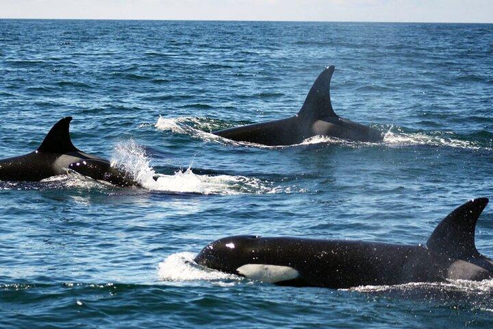 Dolphin Watching Lagos Algarve – RIB Boat Tour