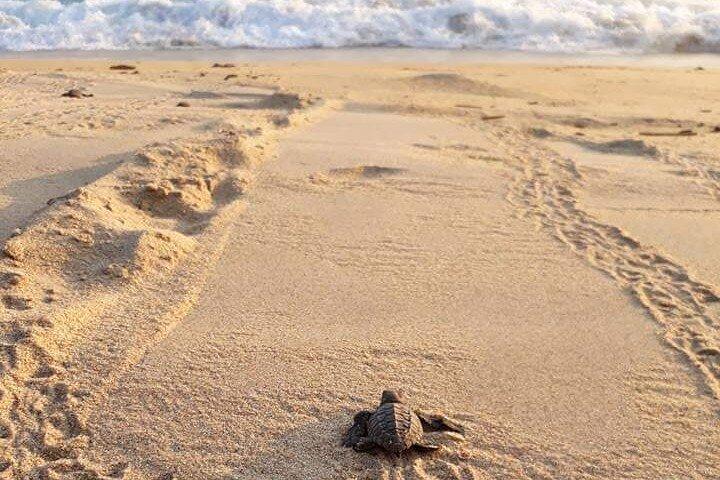 Private tour to release turtles with tickets included