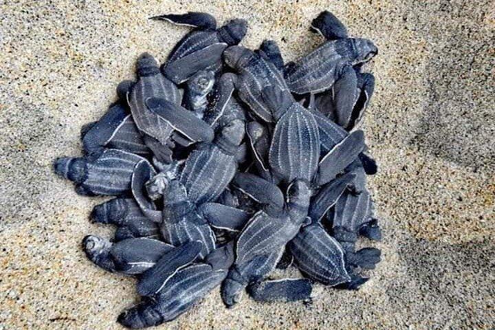 Private tour to release turtles with tickets included
