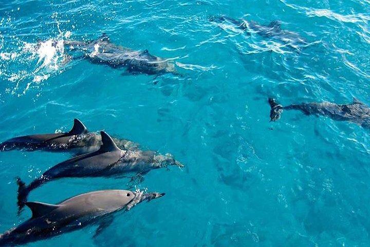 Private Dolphin Tour and Snorkeling at Mnemba Island reef
