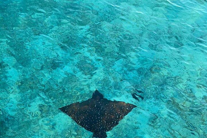 Private Dolphin Tour and Snorkeling at Mnemba Island reef