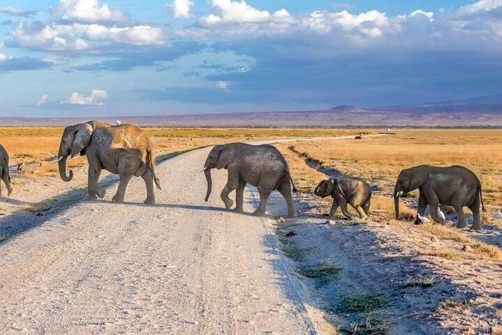 3-Day Ngorongoro Crater Manyara and Tarangire Safari from Arusha
