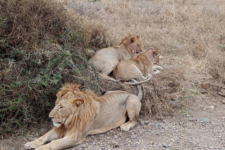 Camping Safari Great Adventure - 5 Day