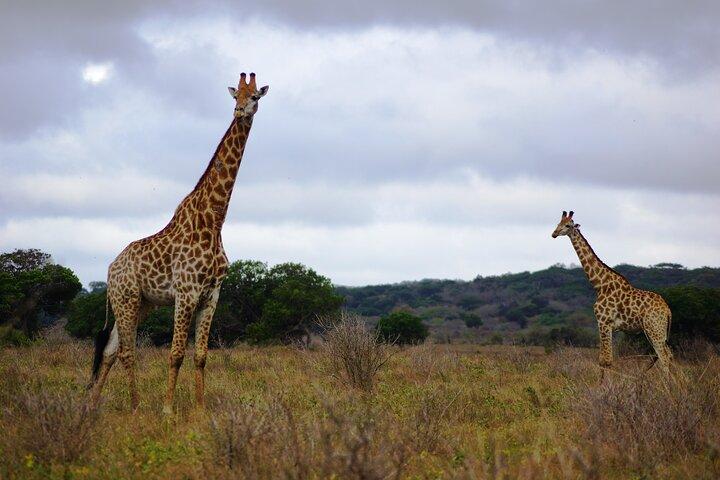 Economic 1Day Maputo Special Reserve Safari(Maputo National Park)