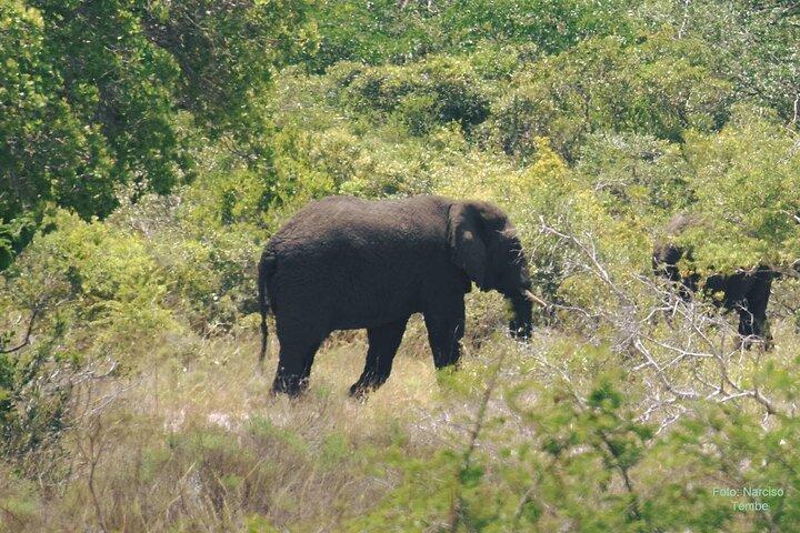 Economic 1Day Maputo Special Reserve Safari(Maputo National Park)