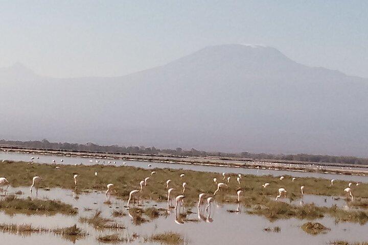 5 Days Bird Watching Safari.