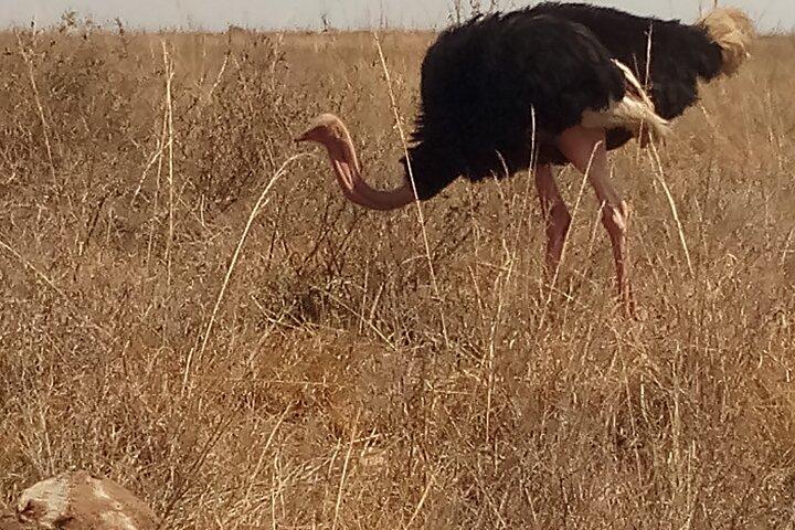 5 Days Bird Watching Safari.