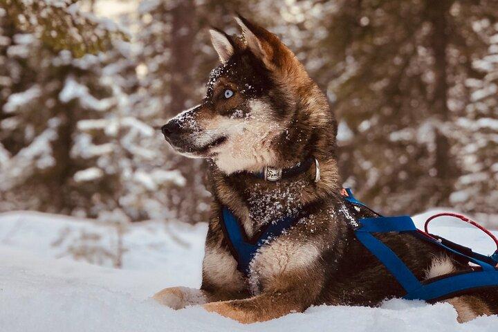 Small-Group Husky Mushing Experience in Rovaniemi