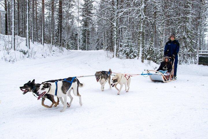 Small-Group Husky Mushing Experience in Rovaniemi